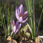 گل زعفران