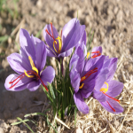 گل زعفران