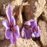 گل زعفران