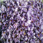گل زعفران