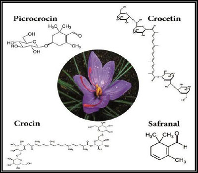 ترکیبات تشکیل دهنده زعفران